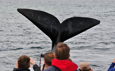 Land based Whale Watching in Hermanus
